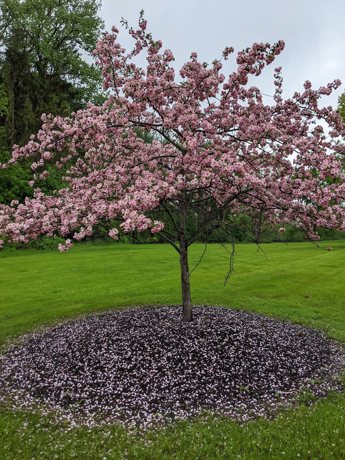 Hillside Children's Center - Crestwood Campus